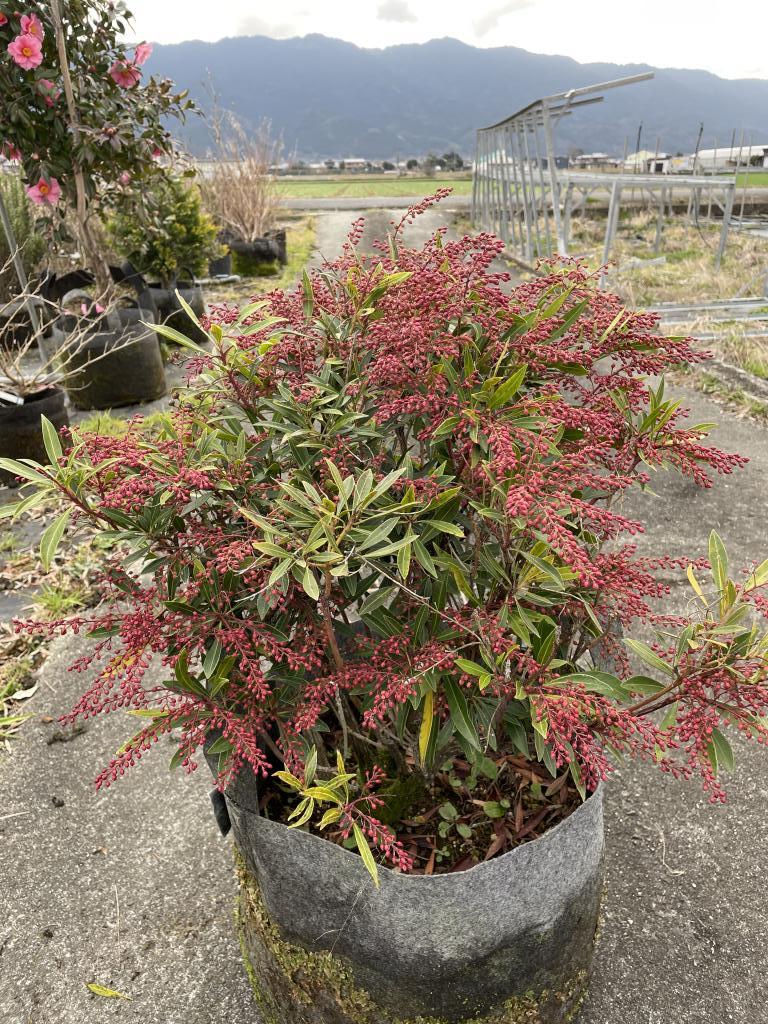 瀬戸内ミモザとアストランチアを丁寧に紡いだ　幸せを運ぶ　リース　ドライフラワー 瀬戸内ミモザとアストランチアを丁寧に紡いだ 幸せを運ぶ リース