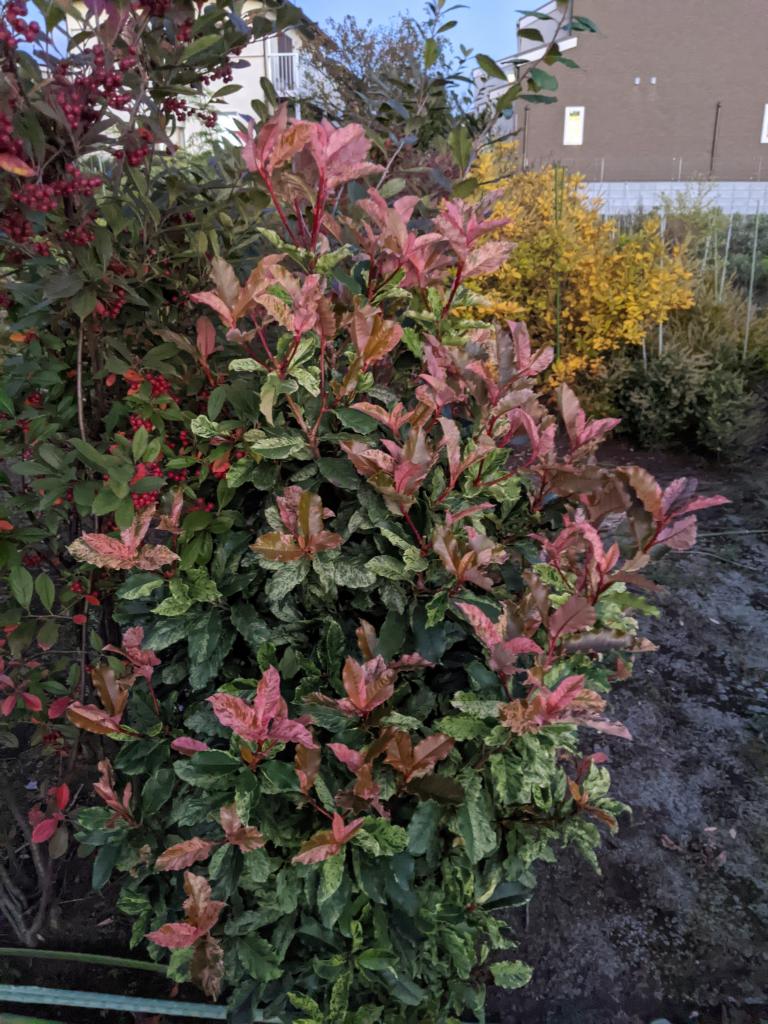 オオカナメモチ ピンククリスピー 紹介ページ