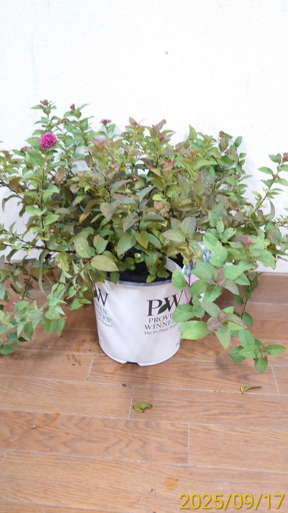 遊花　ページ ピンク系 可愛く 季節のアレンジメント 343「風遊花」｜【イー