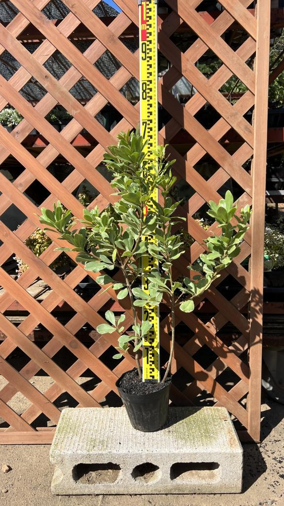 貴重、ロングリーフ、オニサバルヤシ 期間限定値下げ】大量貴重 ロングリーフのオニサバルヤシ