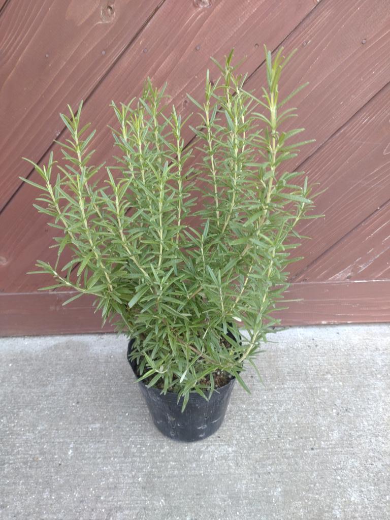 ローズマリー 商品詳細