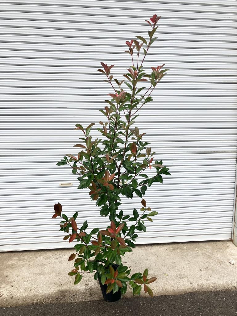 レッドロビン（40本セット） 樹高0.4m前後 10.5cmポット 苗木 苗 ベニカナメモチ ベニカナメ れっどろびん 垣根 生垣用 生垣 植木 庭木 生け垣 送料込み 目隠し 苗⁄苗木 35本セット レッドロビン 樹高0.4m前後 10.5cmポット 苗木